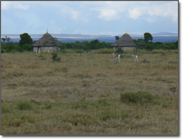 Gazelles near traditional huts