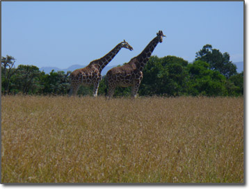 Giraffes in Kenya