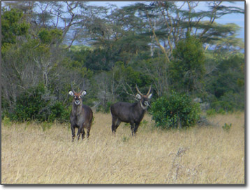 African waterbuck